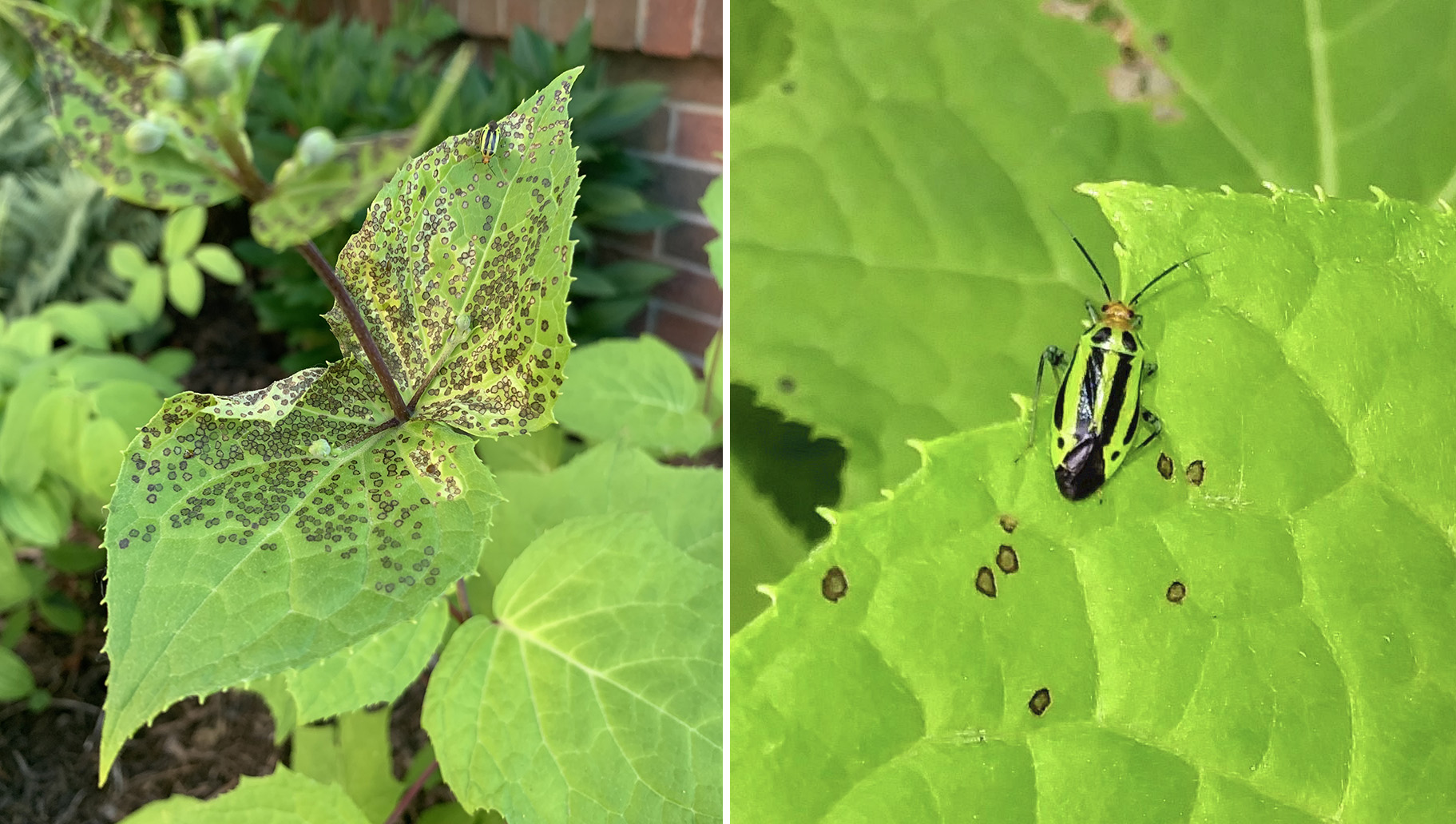 Fourlined plant bug and damage on yellow wax bells